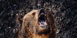 A grizzly bear roaring with its mouth open