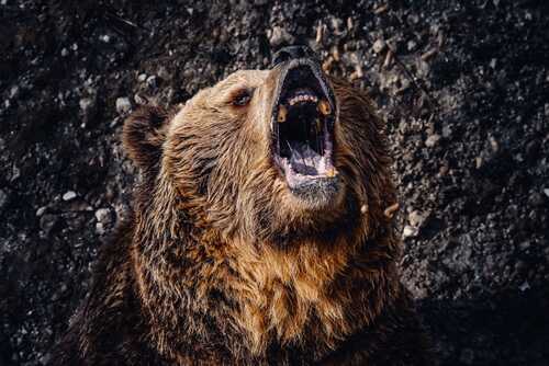shutterstock_2152463045.jpg A grizzly bear roaring with its mouth open