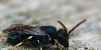 Close-up of a black insect with transparent wings and antennae