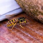 Close-up of a yellow and black wasp on a wooden surface