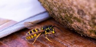 Close-up of a yellow and black wasp on a wooden surface