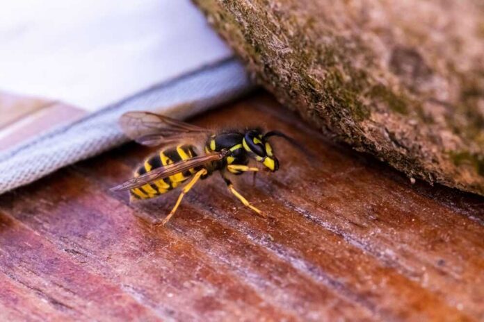 Close-up of a yellow and black wasp on a wooden surface