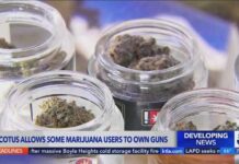 Weed Users Win — Gun Rights Twist Supreme Court rules habitual marijuana users cannot be BANNED from owning guns