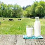 Killer Cheese Hiding In Plain Sight Milk bottle and glass on wooden table outdoors