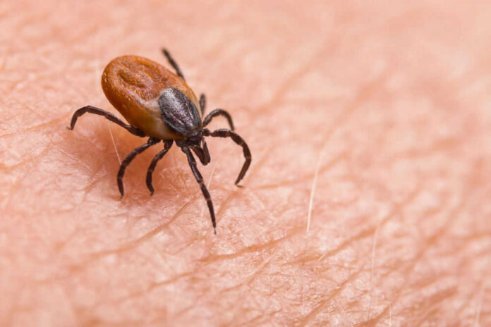 shutterstock_1454468096 Brown tick crawling on human skin surface