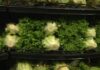 Taco Bell Lettuce Nightmare Explodes Cyclosporiasis outbreak linked to shredded iceberg lettuce expands to 15 states