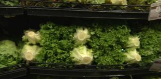 Cyclosporiasis outbreak linked to shredded iceberg lettuce expands to 15 states