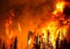 Blaze Traps Wreck — Pilots Lost Forest wildfire engulfs tall trees at night