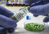 Taco Bell Lettuce Nightmare Explodes A laboratory technician holding a vial labeled 'Listeria monocytogenes' above a petri dish with green culture