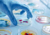 Deadly Lab Mystery Triggers U.S. Scramble Gloved hand selecting a petri dish with colorful samples